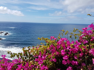 Pinke Blumen vor dem Meer