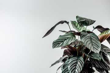Dark green leaves home plant against white wall. Copyspace for text. Creative blogging layout