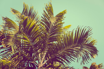 Palm tree against turquoise sky. Filter toned effect, Copy space