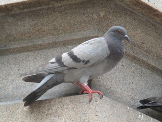 Pigeon 