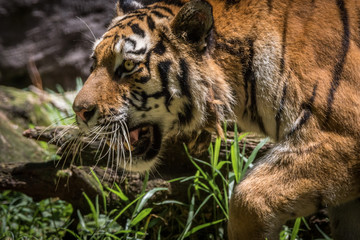 Tigre Siberiano / Amur Tiger (Panthera tigris altaica)