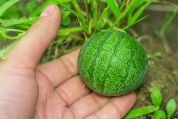 small watermelon in the garden