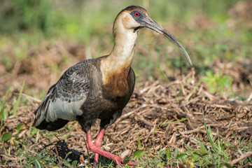 Curicaca / Buff Necked Ibis (Theristicus caudatus)
