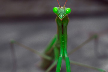 green mantis macro