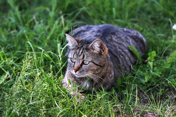 Naklejka na ściany i meble A cat is sitting in the grass