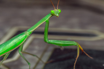 green mantis macro