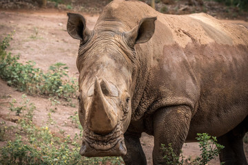 Rinoceronte Branco / White Rhinoceros (Ceratotherium simum)