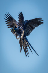 Arara Azul Grande / Hyacinth Macaw (Anodorhynchus hyacinthinus)