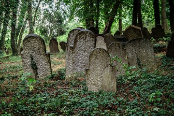cmentarz żydowski kirkut Biała Polska - obrazy, fototapety, plakaty