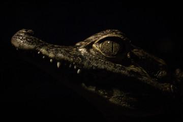 Jacaretinga / Spectacled Caiman (Caiman crocodilus)
