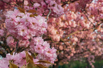 Sakura blossom