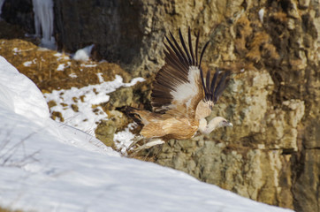 Large bird of prey with long wide wings in flying from crags in mountains. Griffon vulture (Eurasian griffon). Nature and travel. Russia, North Caucasus, Dagestan, Khunzakhsky District