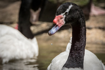 Cisne de Pescoço Preto / Black Necked Swan (Cygnus melanocoryphus)