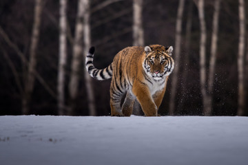 Obraz premium Siberian Tiger in the snow (Panthera tigris)
