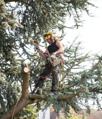 Male Tree Surgeon using a chainsaw standing on a tree branch