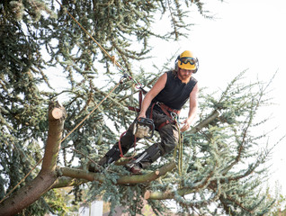 Male Tree Surgeon using a chainsaw