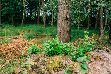 Waldspaziergang mit Hund im Forst im Sommer