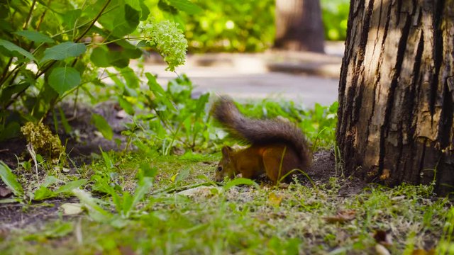 Cute Red Squirrel eating something in a park near the tree at summer day