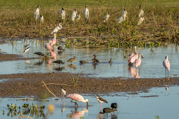 Aves do Pantanal / Birds of Pantanal