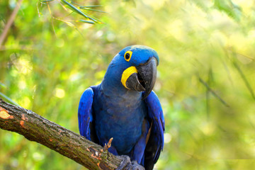 Blue parrot Ara Hyacinth macaw on the brunch