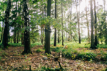 Waldspaziergang mit Hund im Forst im Sommer