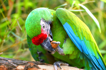 Green military macaw eating nuts