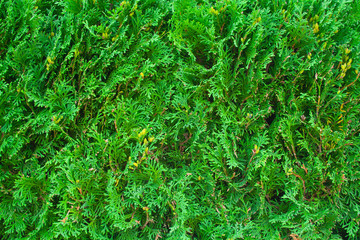 Green juniper background