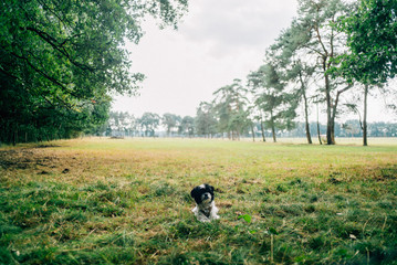 Fototapeta na wymiar Waldspaziergang mit Hund im Forst im