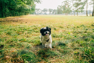 Waldspaziergang mit Hund im Forst im Sommer