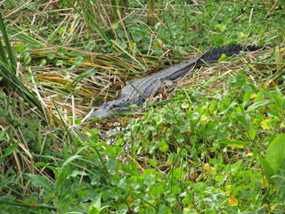 Alligator in Florida Wilderness 