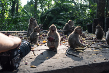 Ubud Sacred Monkey Forest
