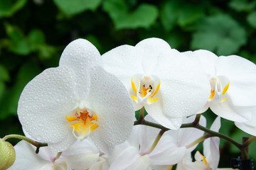 Fototapeta na wymiar White orchid with drops
