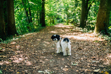 Naklejka na ściany i meble Waldspaziergang mit Hund im Forst im Sommer