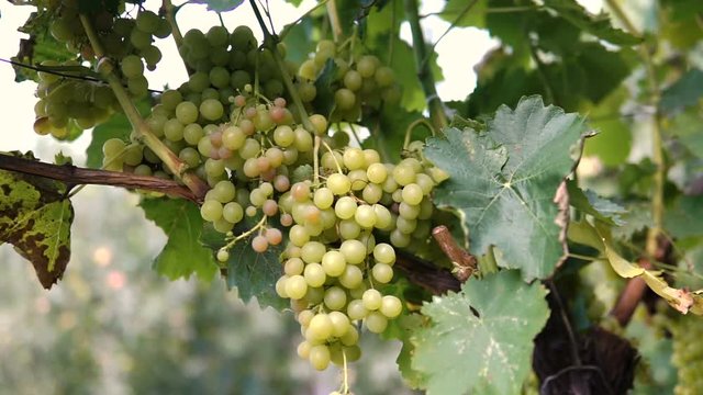 Hanging bunches of green wine grapes in vineyard.