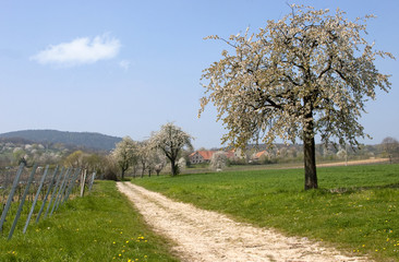 Fr&uuml;hling