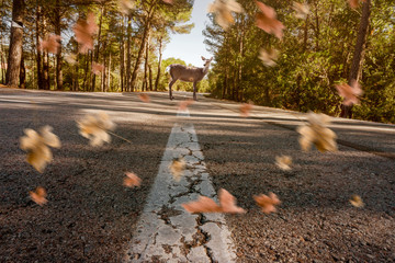 Warnung vor Wildunfall, ein Reh steht auf der Straße mit wehenden Blättern im Herbst