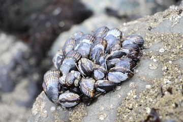 Mussels on the Beach