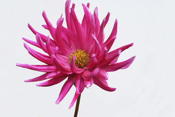 Chrysanthemum © prentiss40