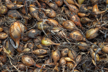 A natural organic onion, smeared in the ground, is scattered on the floor. Harvest of organic vitamin onions. The farmer harvested a yellow onion crop.