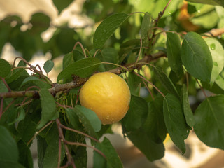 Apricot branch with yellow apricot in private fruit grove. Wet green leaves and yellow apricot. Summer garden, close up. Drops of rain on leaves and fruit. Blurred background. Soft selective focus