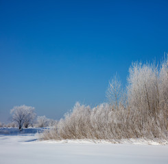 Winter landscape. Cold day.