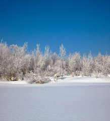 Winter landscape. Cold day.