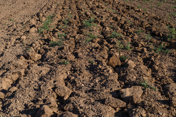 Close up view of a plowed field in western Germany on a sunny summer day.