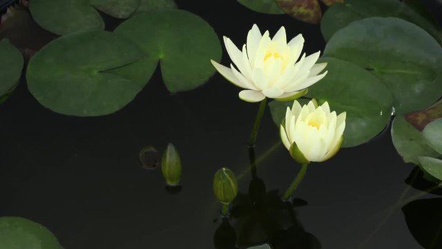 Time lapse footage.Opening beautiful water lily flower in the lake . Pink lily, Nymphaea reflection in the pond