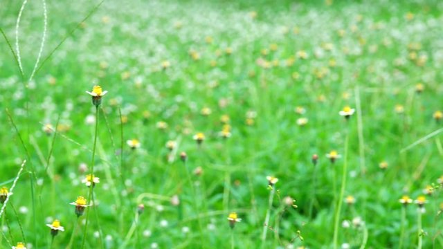 4K Beautiful cadillo shisada flowers field in nature background