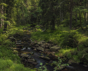 Rolava river in summer hot sunny day