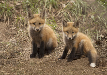 Two baby red fox kits playing outside of their forest den