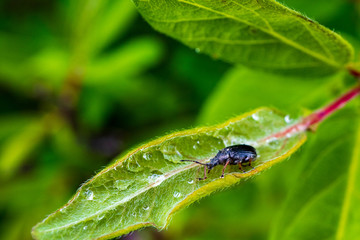 black beetle on a green leaf of a plant honeysuckle