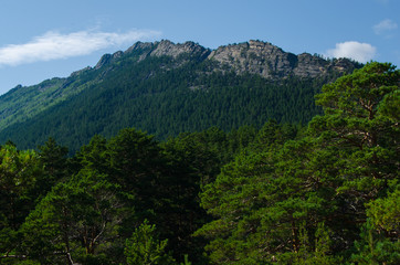 Mountain landscape, mountains covered with pine forest.