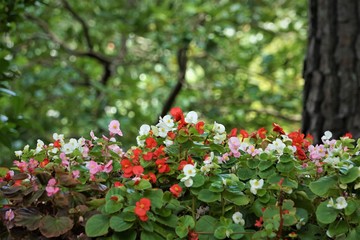 Begonia flower (Begonia semperflorens) blooming in the garden, soft focus and green background...